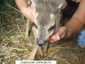 Salvati animalele - velum - Discutii libere