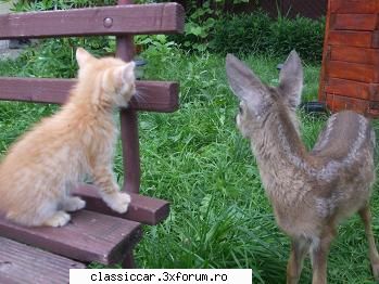 Salvati animalele - velum - Discutii libere