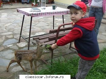 Salvati animalele - De mici invatam sa protejam animalele - Discutii libere