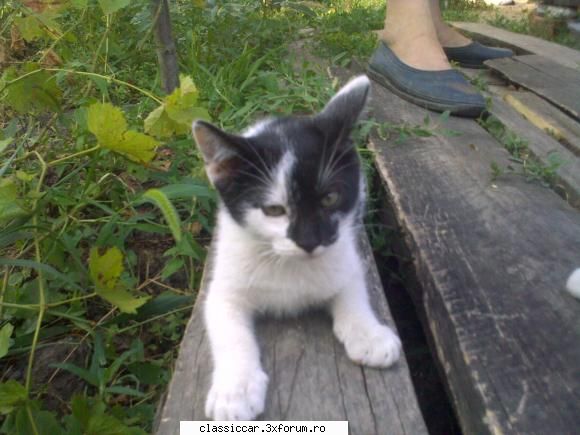 Salvati animalele - acum voi adauga poze cu puiul lui jimmy al meu sa - Discutii libere