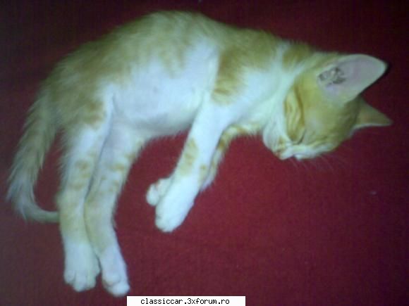 Salvati animalele - cred ca pastrez maimuta mica ca nu plinge in casa - Discutii libere