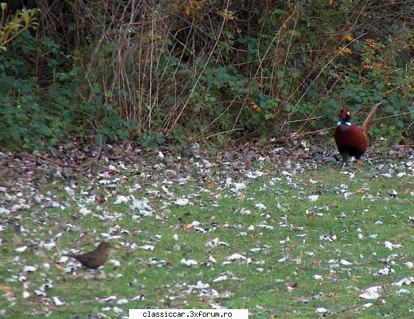 Salvati animalele - In unele locuri te poti apropia de salbaticiuni - Discutii libere