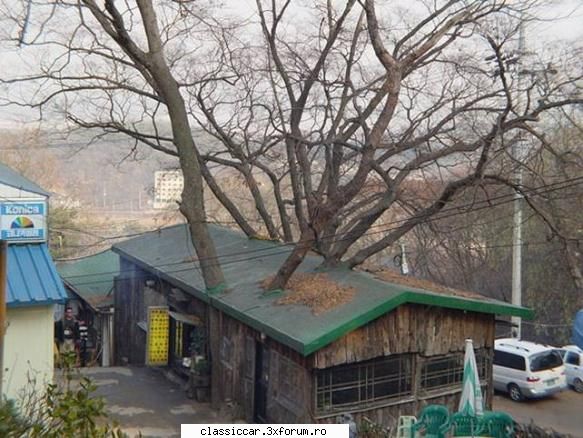 Stiati ca???..... - Asa construeste un iubitor al naturii - Coltul vesel
