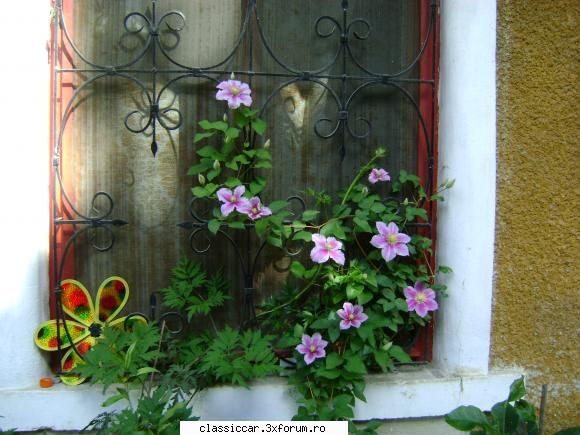 Va plac florile ? - Geamul de la bucatarie - Discutii libere
