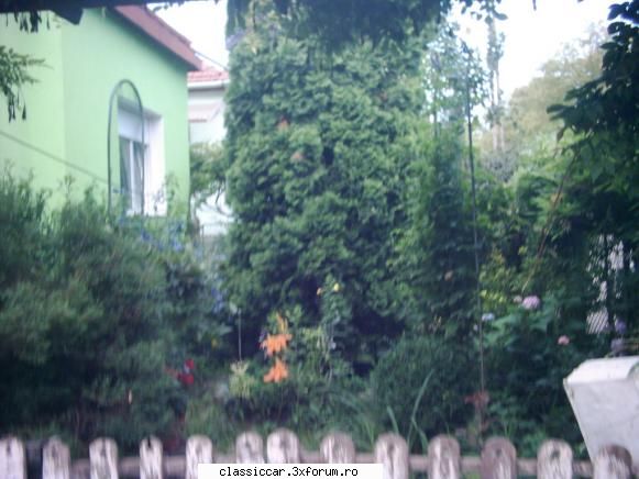 Va plac florile ? - Botanica din fata casei,pina la gard de la strada - Discutii libere
