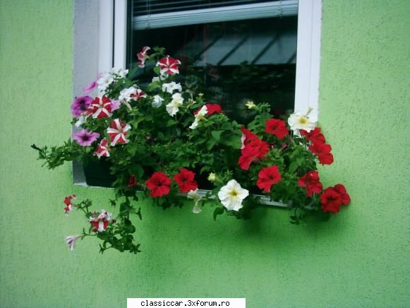 Va plac florile ? - Geamul antreului - Discutii libere