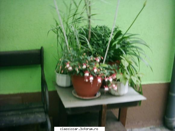 Va plac florile ? - O conpozitie de langa banca,undse facem pauzele - Discutii libere