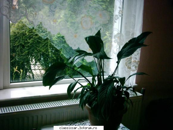 Va plac florile ? - Flori,adica verde si afara dar si inaontru - Discutii libere