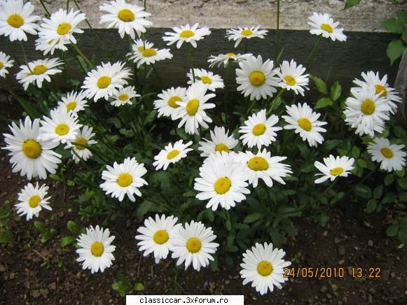 Va plac florile ? - Liviu M - Discutii libere