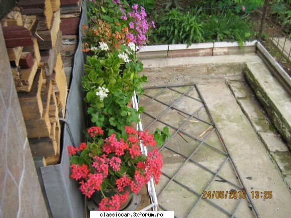 Va plac florile ? - Liviu M - Discutii libere