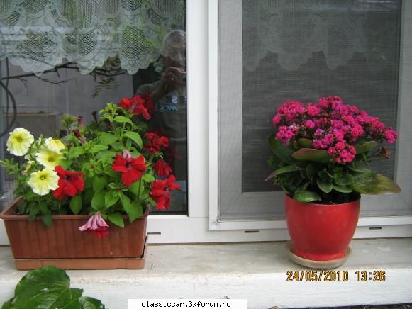 Va plac florile ? - se trec unele , infloresc altele - Discutii libere