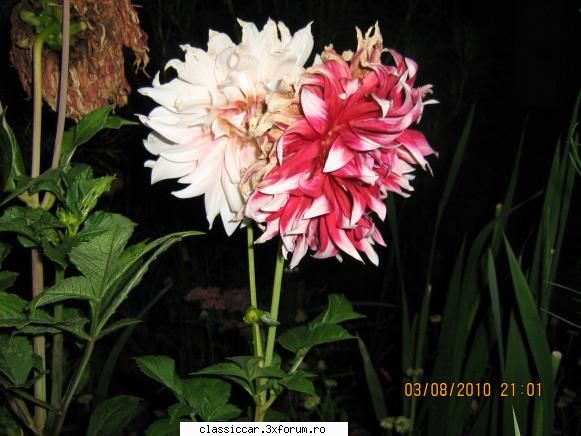 Va plac florile ? - Doua surori diferite - Discutii libere