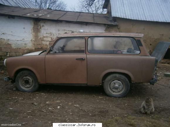 anunturi romanesti vazute pe net - In Bihor cica ar mai fi in circulatie destul de - Anunturi vazute pe net