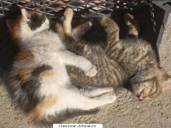 soarecii glumeti - Asa ca soarecii ii vor vedea reali , in carne si - Coltul vesel